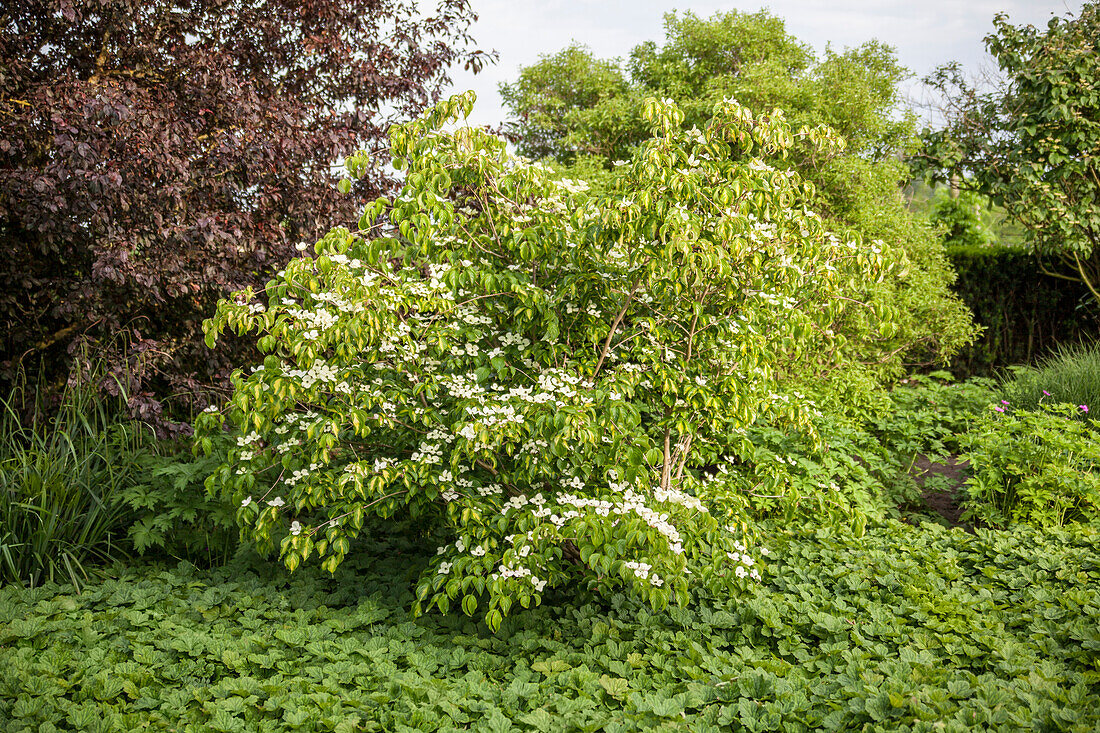 Cornus kousa Gold Star