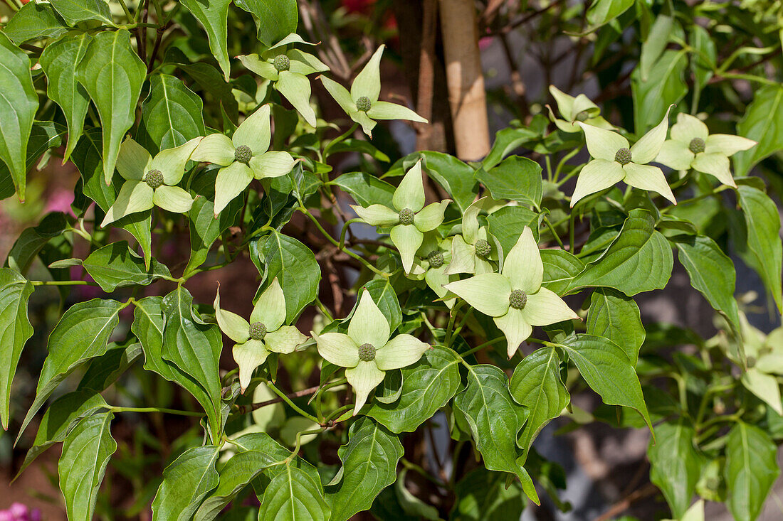 Cornus kousa chinensis 'Milky Way'