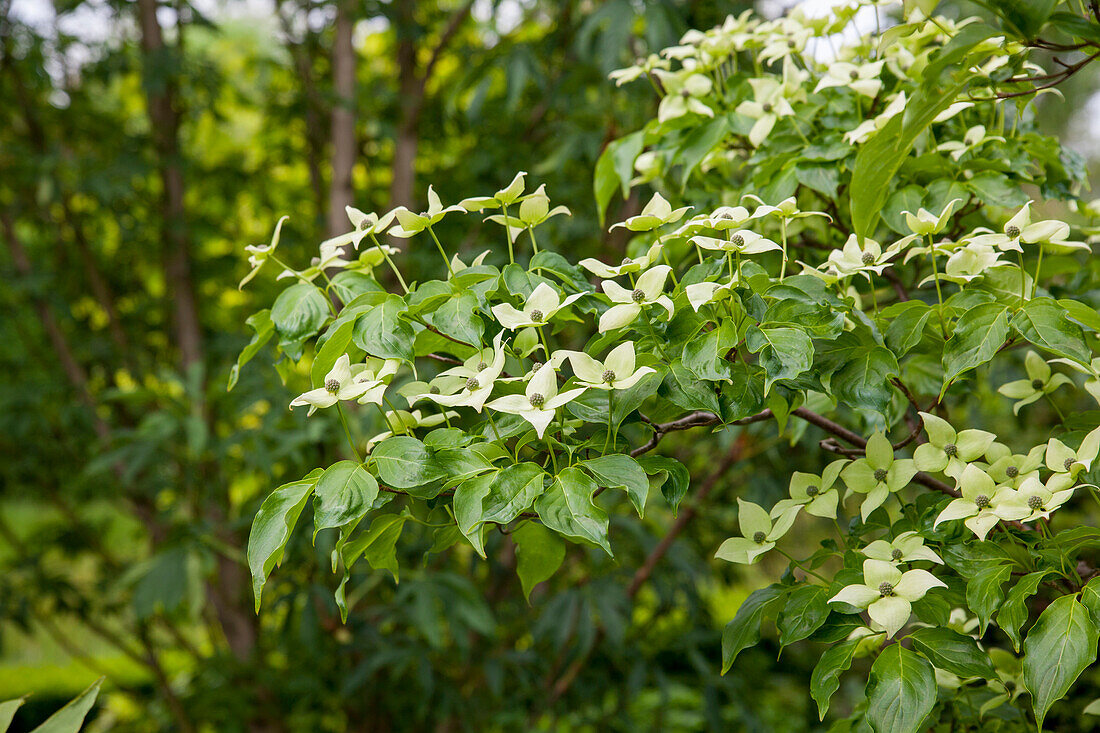 Cornus kousa chinensis