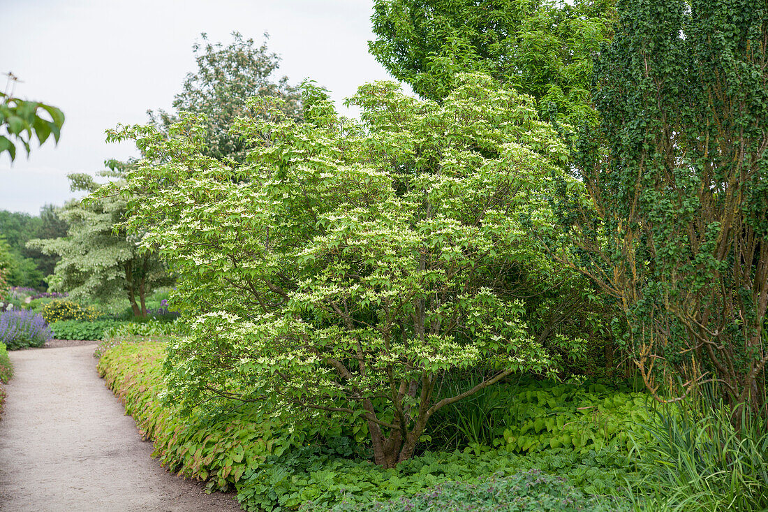 Cornus kousa 'Helmers'