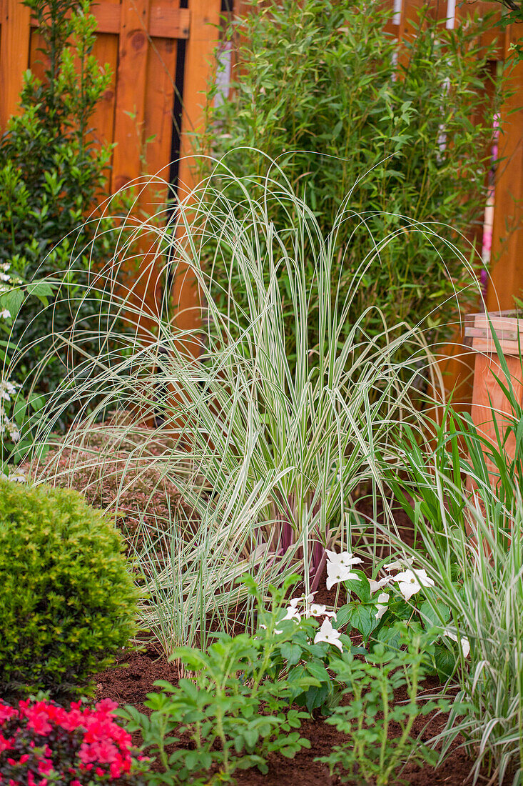 Cortaderia selloana 'Silver Comet'