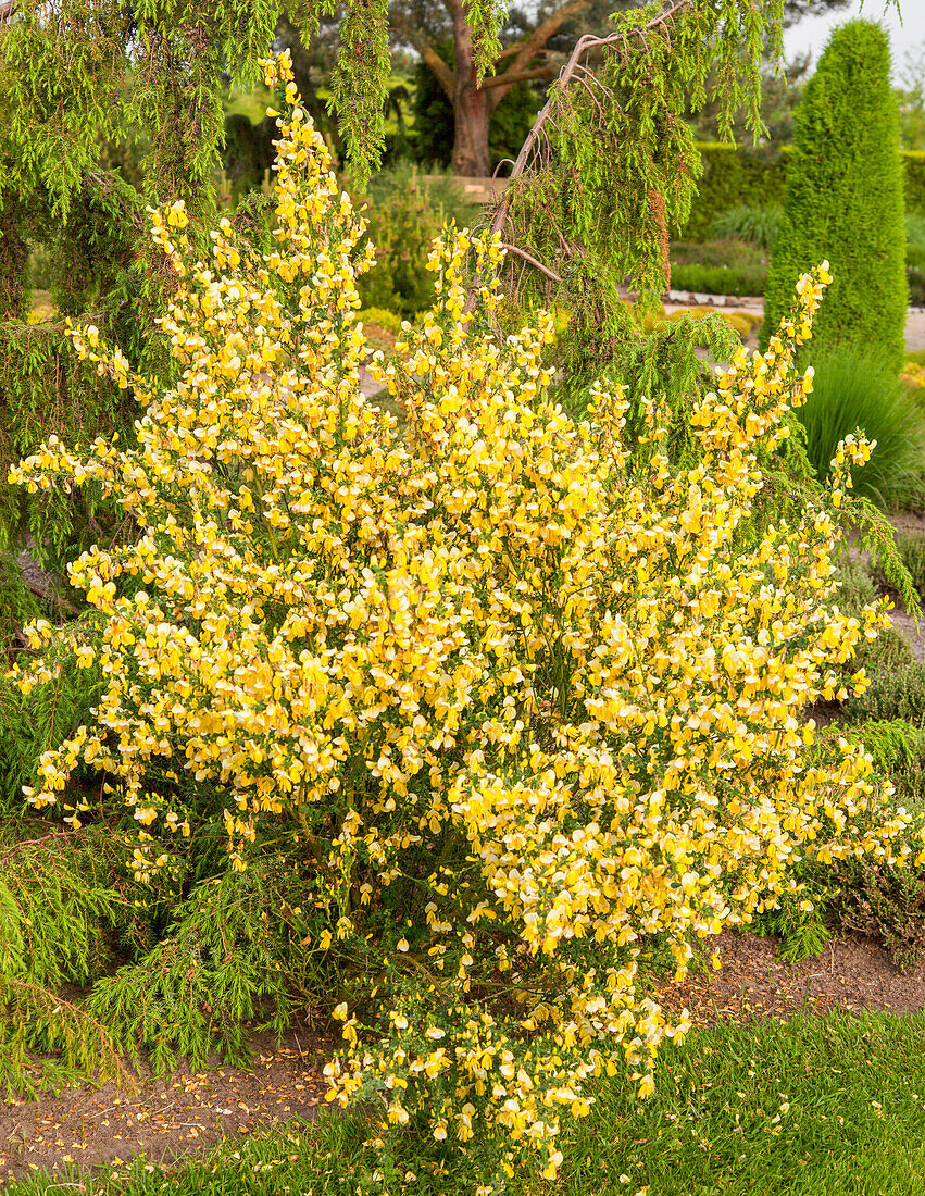 Cytisus scoparius