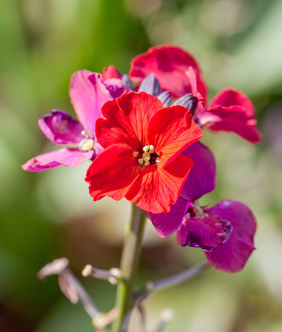 Erysimum cheiri