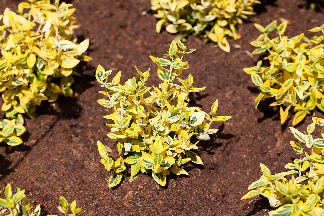 Euonymus japonicus