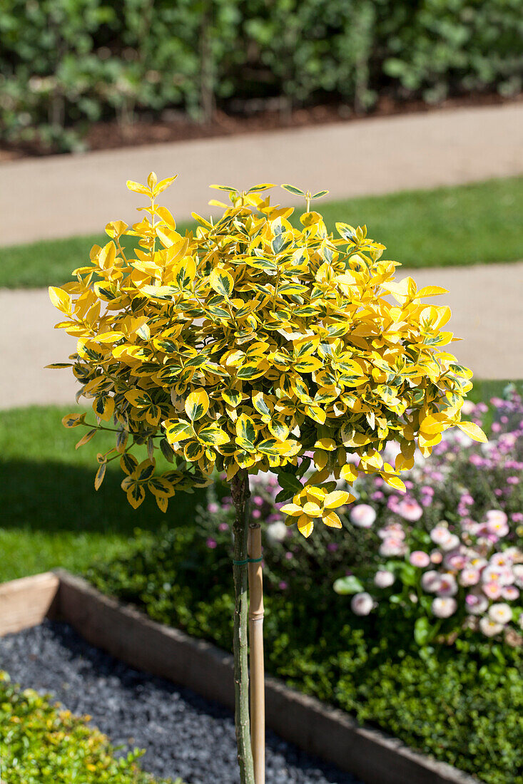 Euonymus fortunei, strain