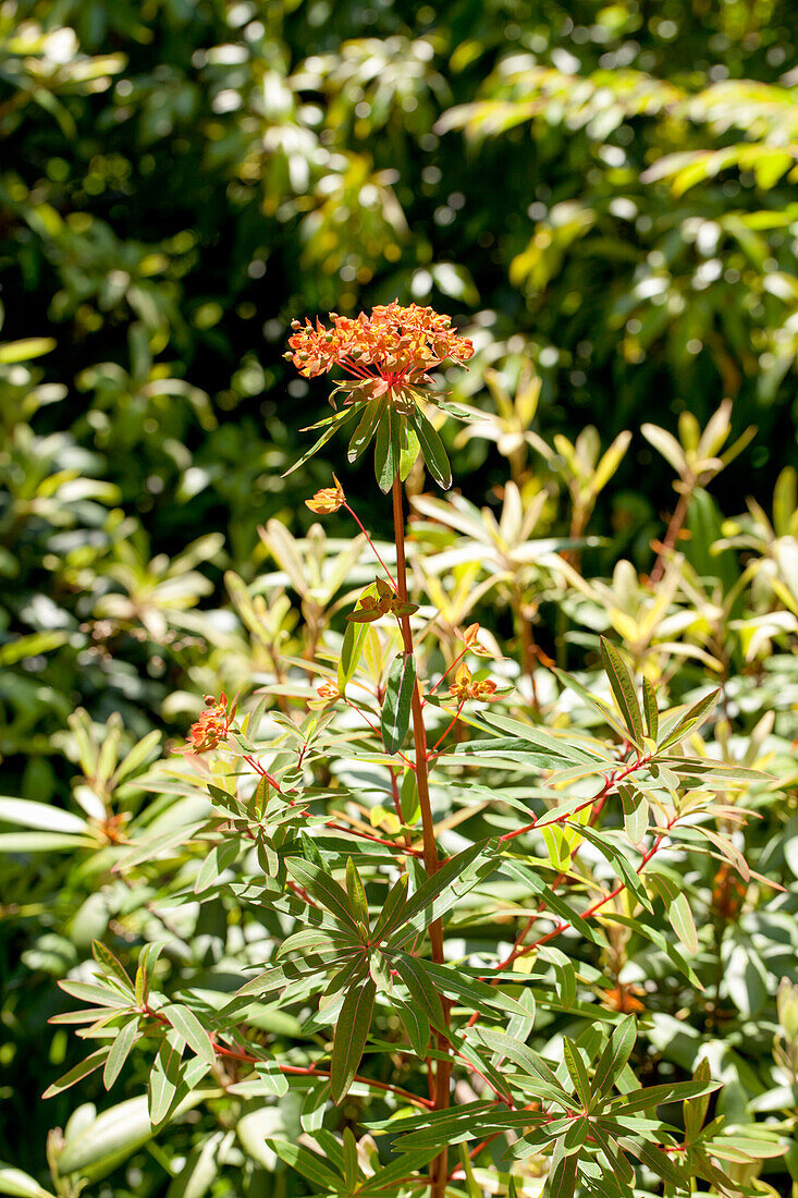 Euphorbia griffithii