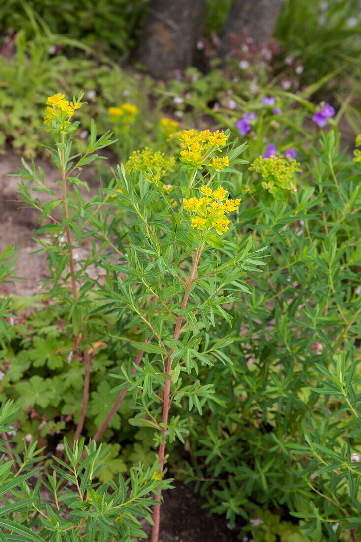 Euphorbia palustris