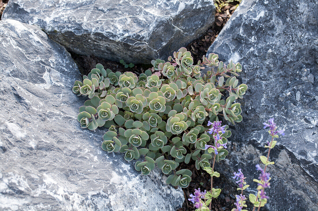 Succulent ducks