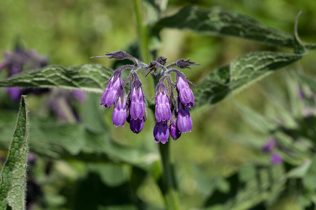 Symphytum officinale