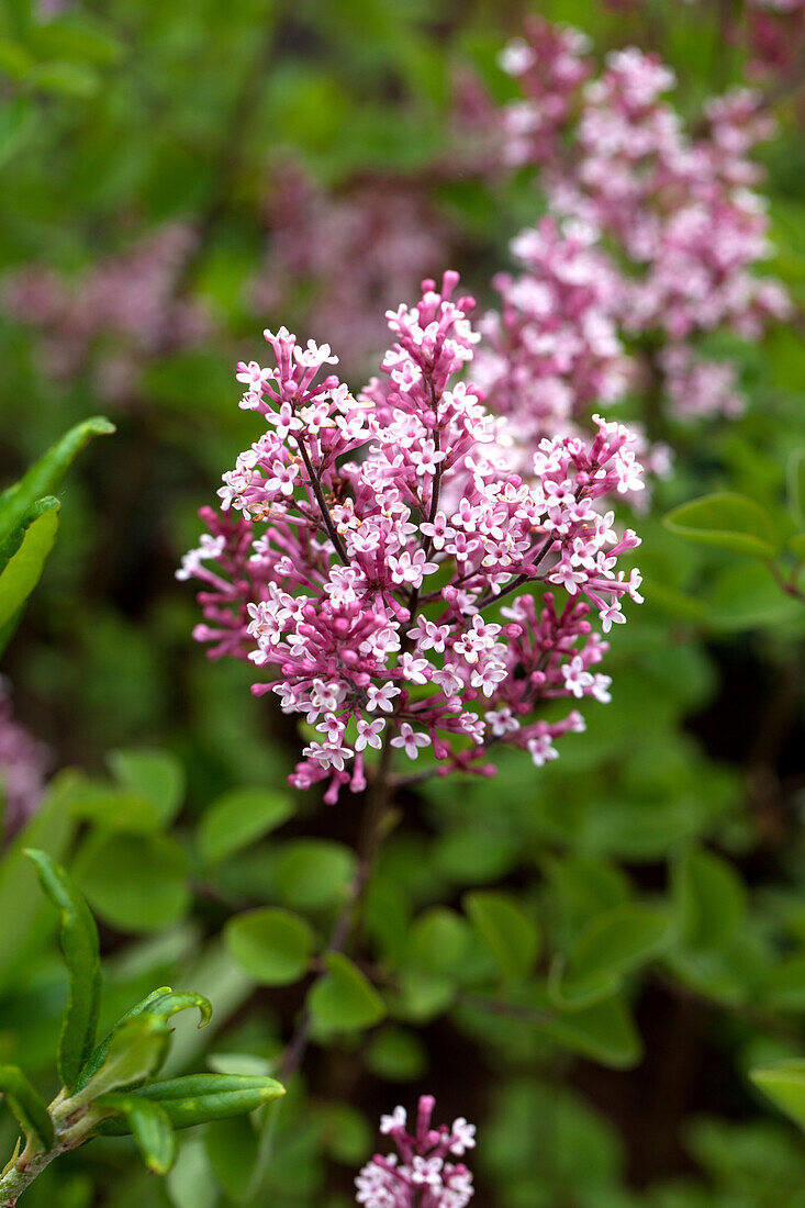 Syringa 'Tinkerbelle'®