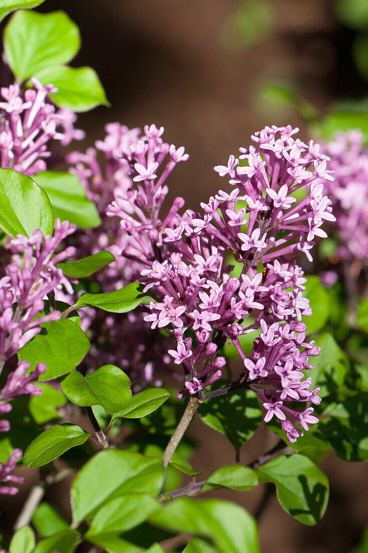 Syringa meyeri 'Palibin'