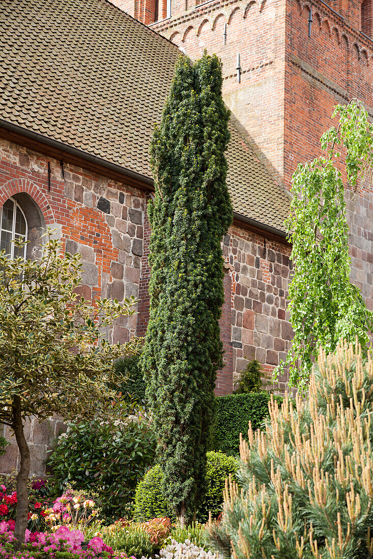 Taxus baccata 'Fastigiata Robusta