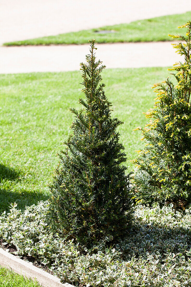 Taxus baccata, Kegel