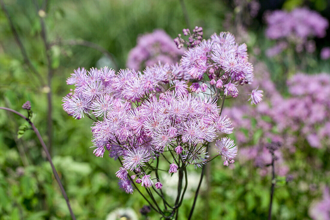 Thalictrum aquilegifolium