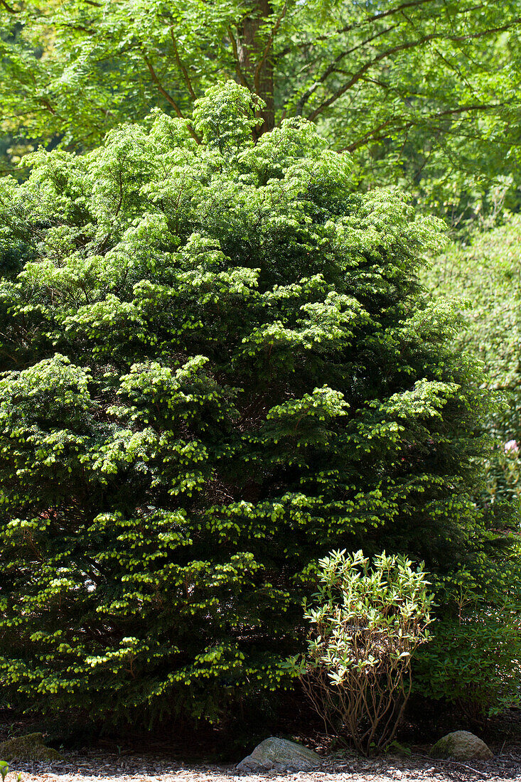 Tsuga diversifolia