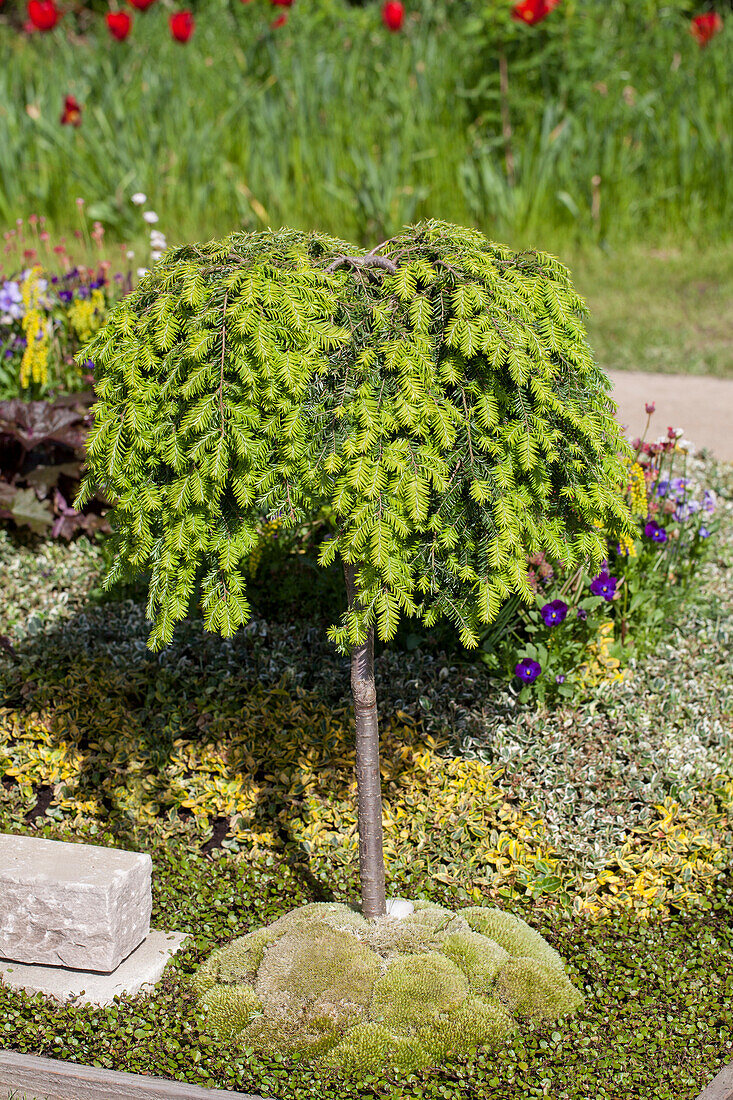 Tsuga canadensis