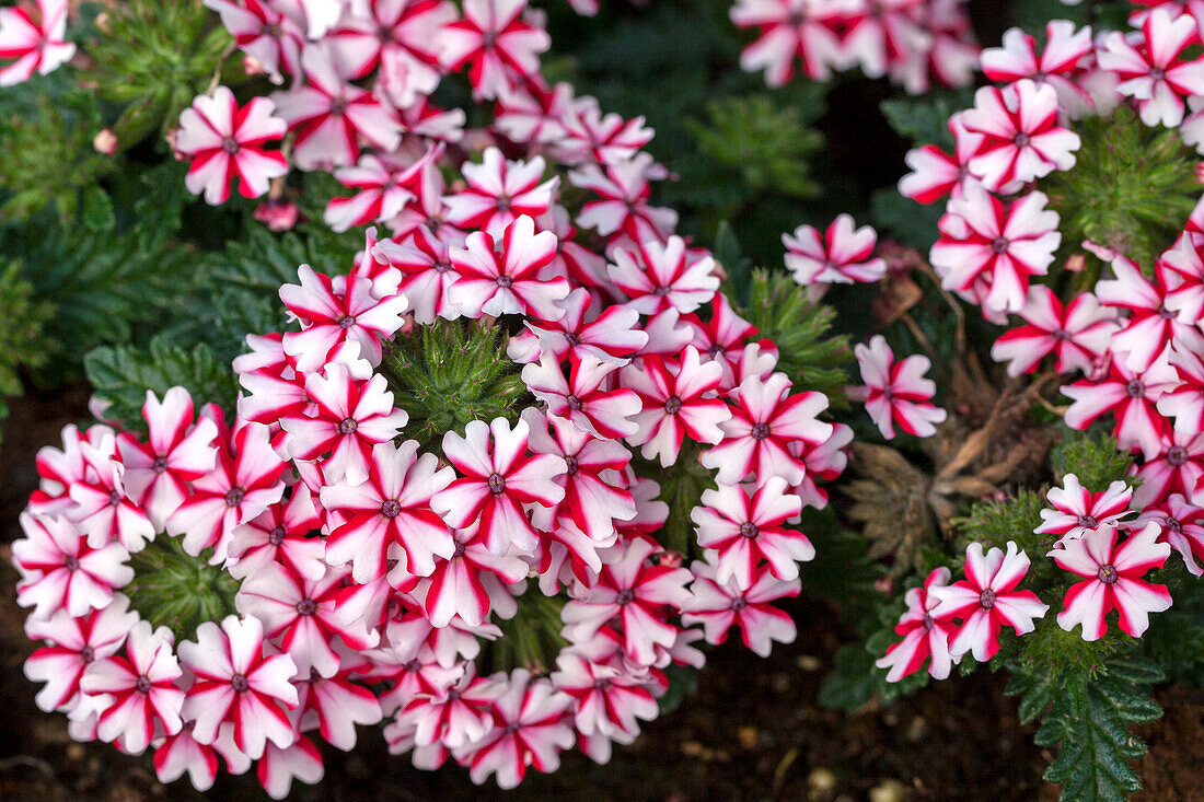 Verbena Hybride 'Lanai' Candy Cane