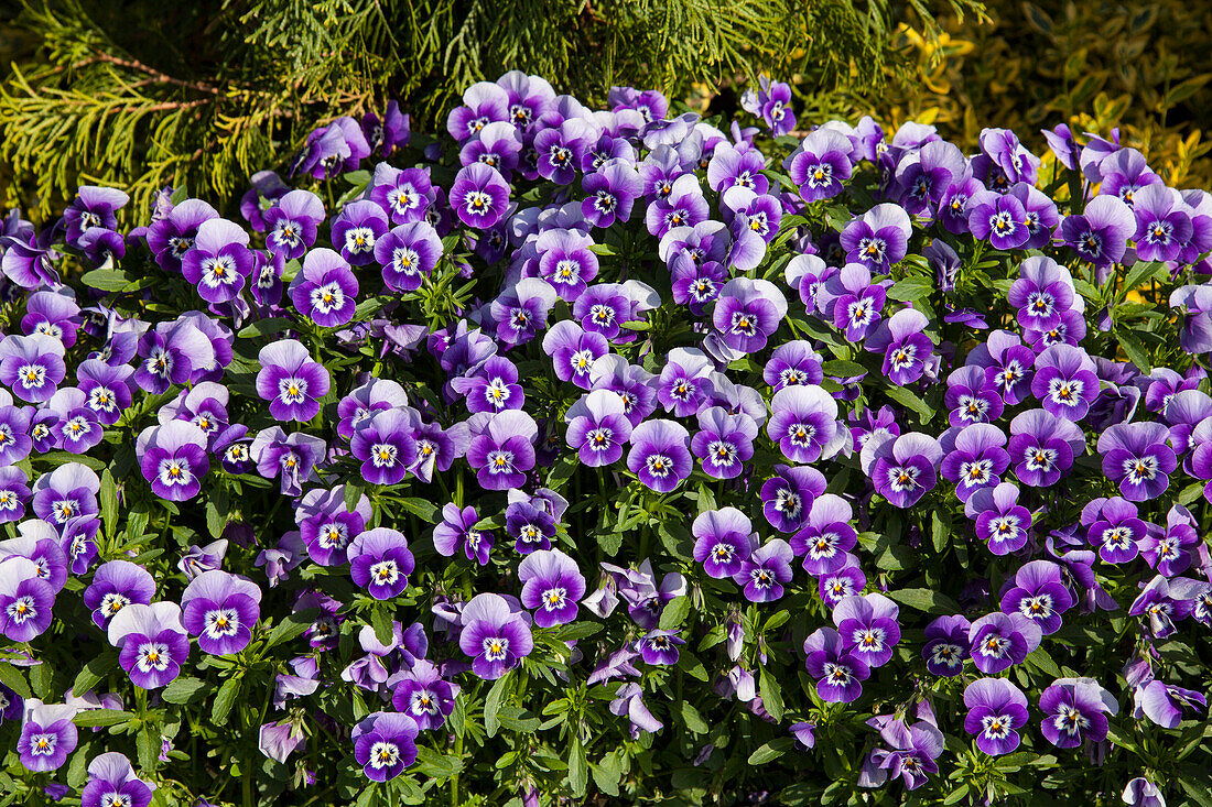 Viola tricolor