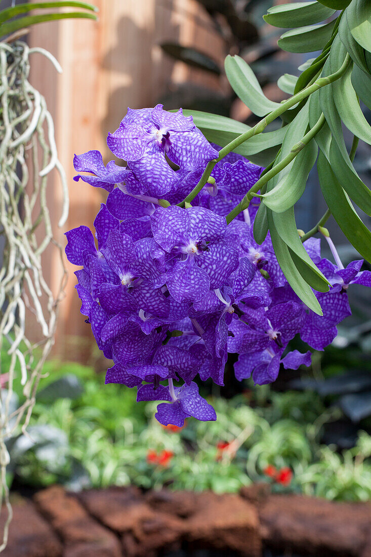 Vanda