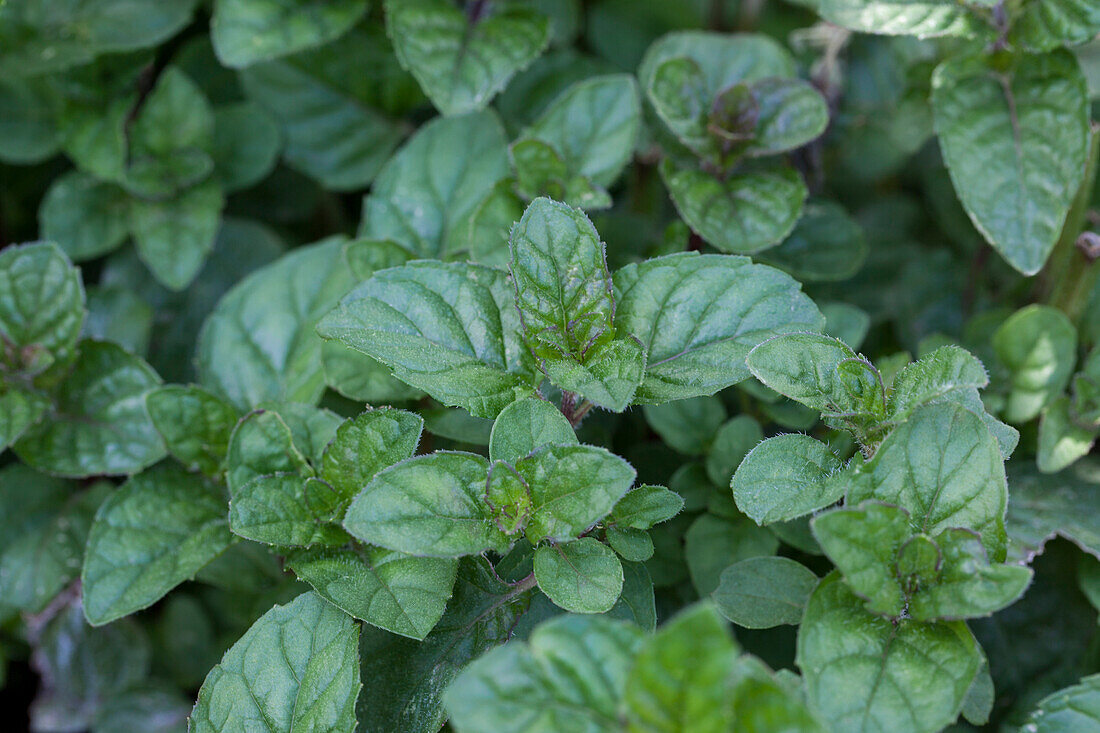 Mentha spicata 'Berries and Cream'