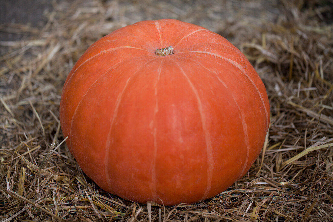 Cucurbita maxima 'Prizewinner' organic