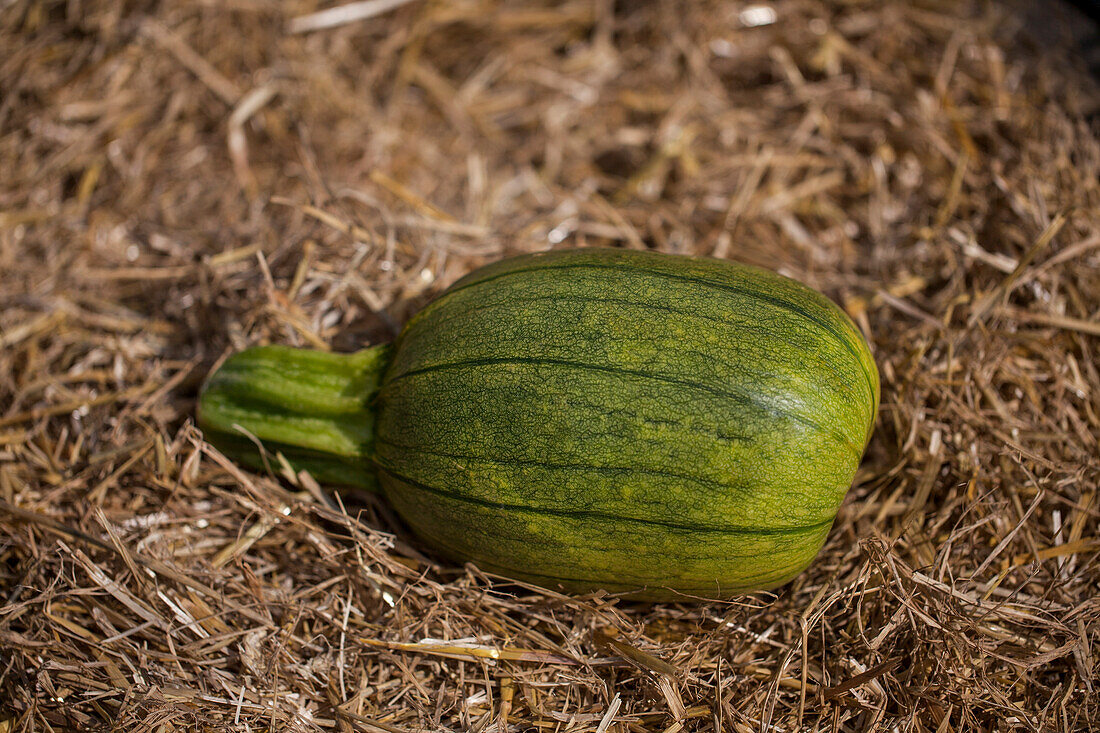 Cucurbita maxima 'Wyatt's Wonder