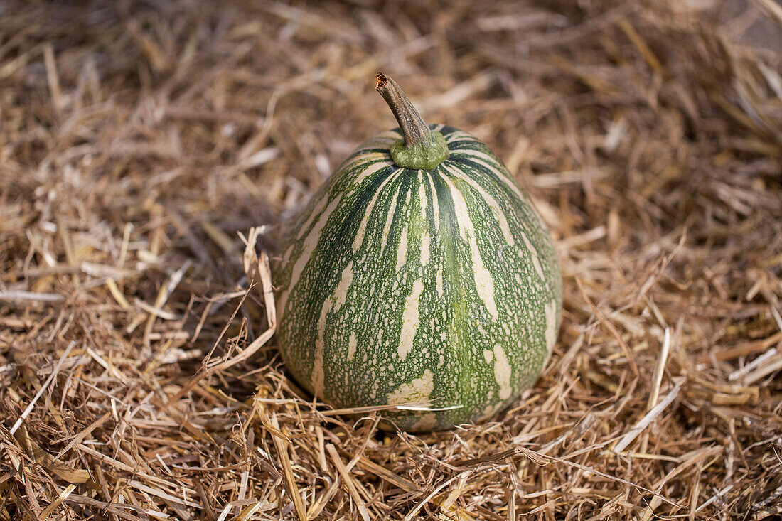 Cucurbita maxima 'Pkoenix' F1