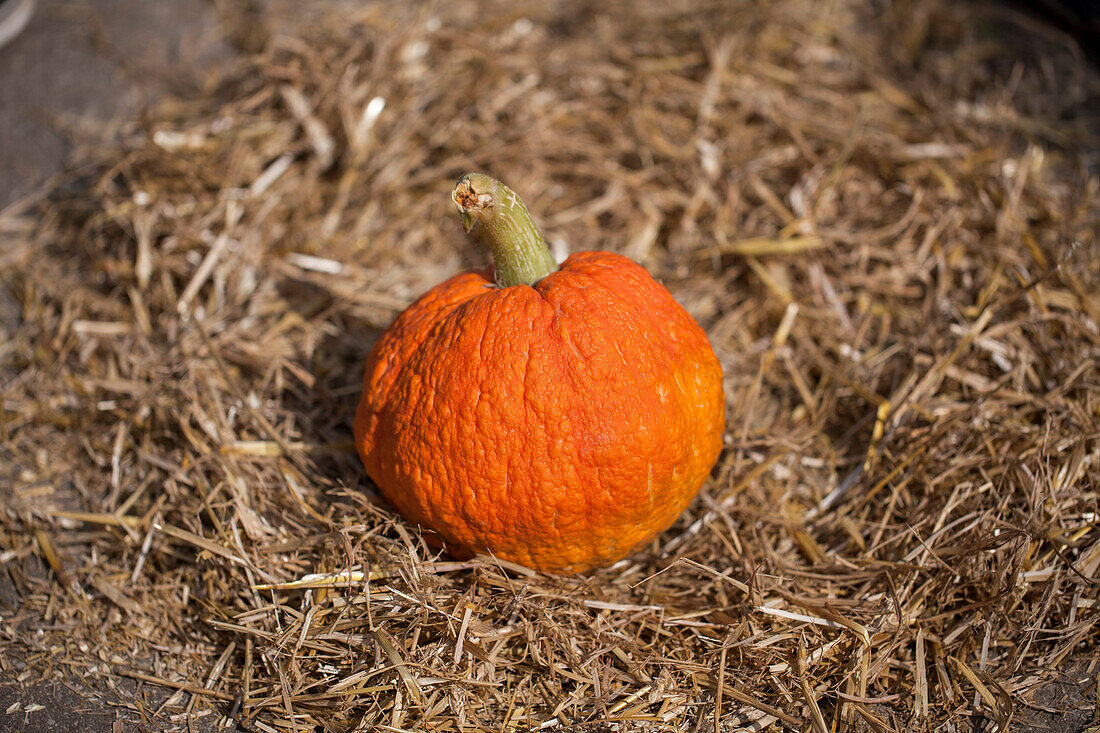 Cucurbita pepo subsp. pepo convar. microcarpina 'Gremlins Mix'