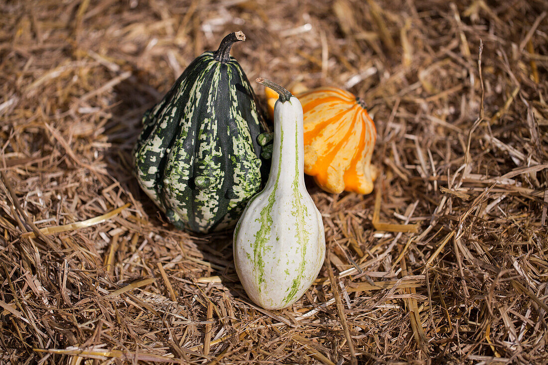 Cucurbita pepo subsp. pepo convar. microcarpina 'Gremlins Mix'