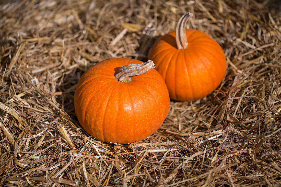 Cucurbita