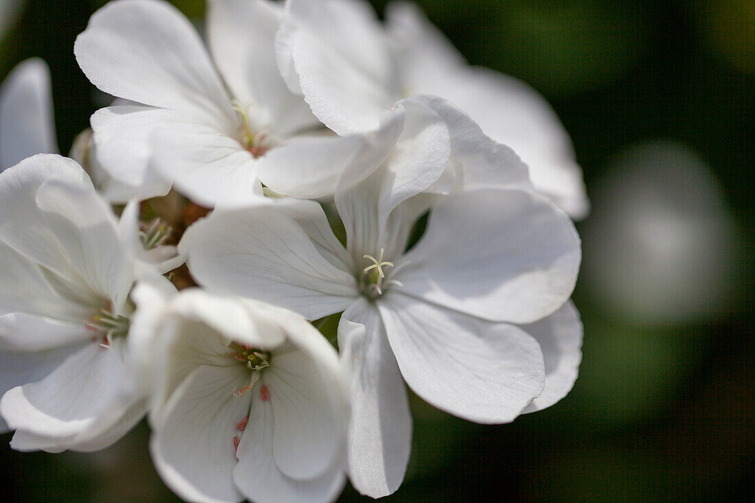 Pelargonium zonale, white