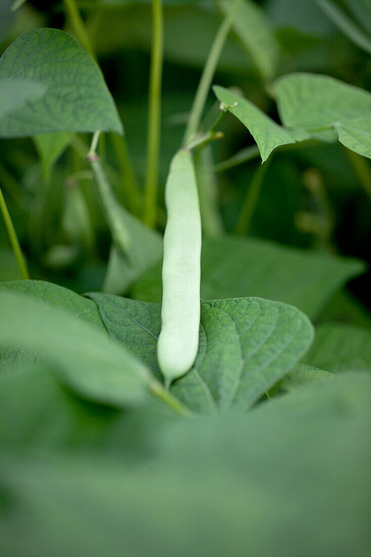 Phaseolus vulgaris var. nanus 'Yin Yang'