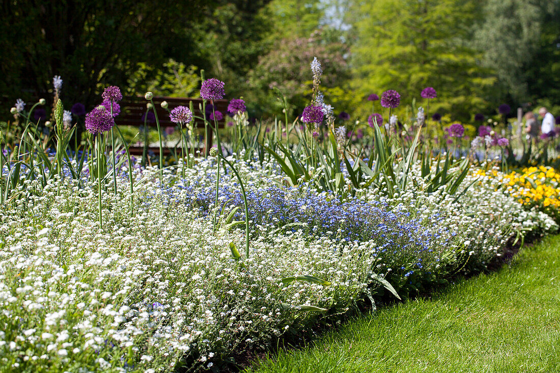 Myosotis sylvatica 'Snowsylva'