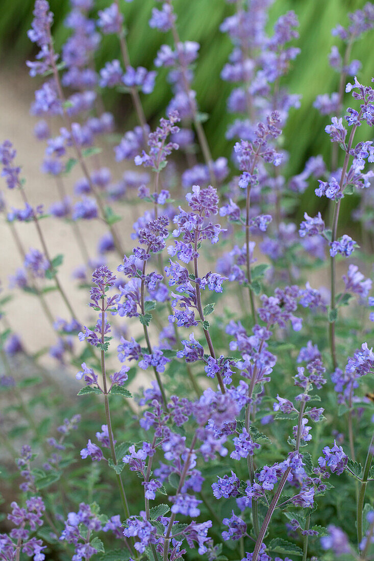 Nepeta x faassenii