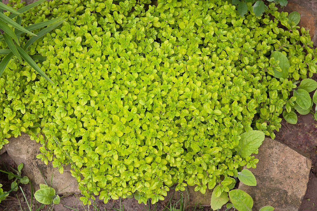 Origanum vulgare