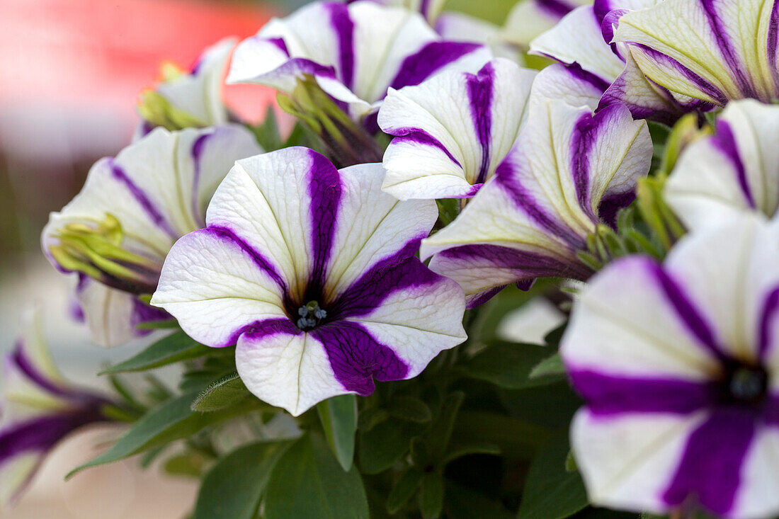 Petunia 'Peppy Blue'