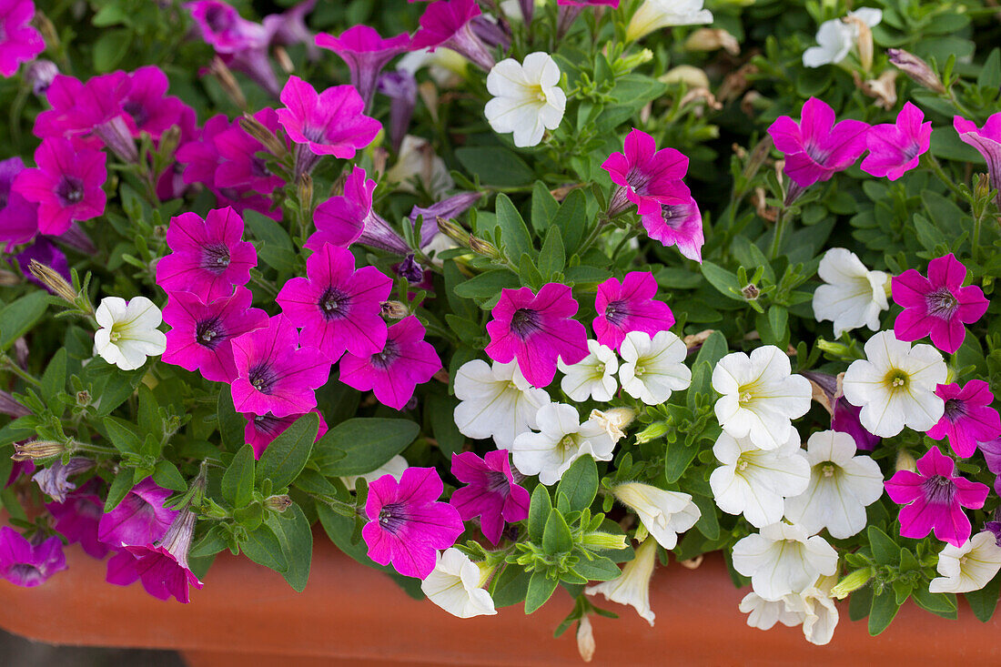 Petunia 'Littletunia' Benita