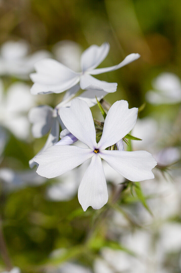 Phlox divaricata White Perfume