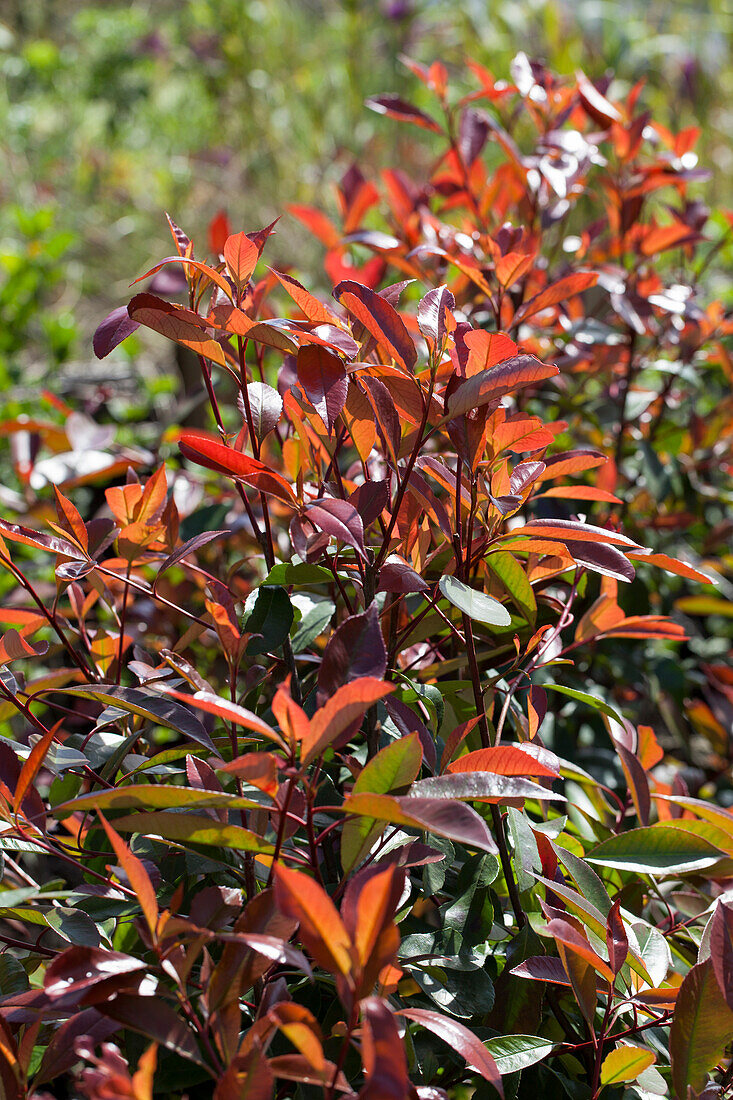 Photinia fraseri 'Red Robin'