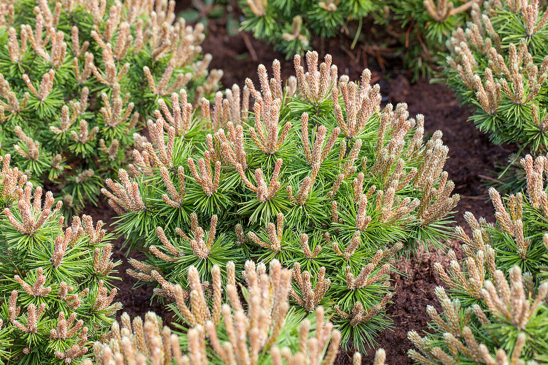 Pinus mugo 'Klostergrün'