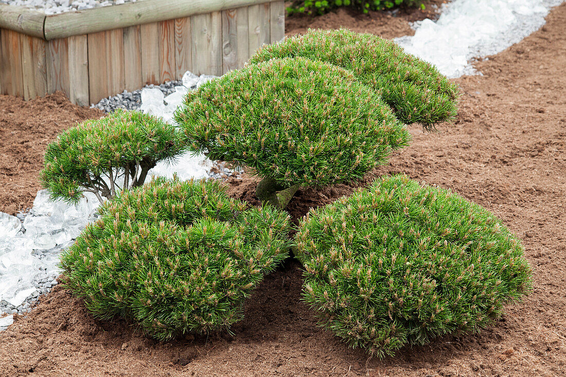 Pinus mugo var. mughus 'Selection Bonk', Bonsai