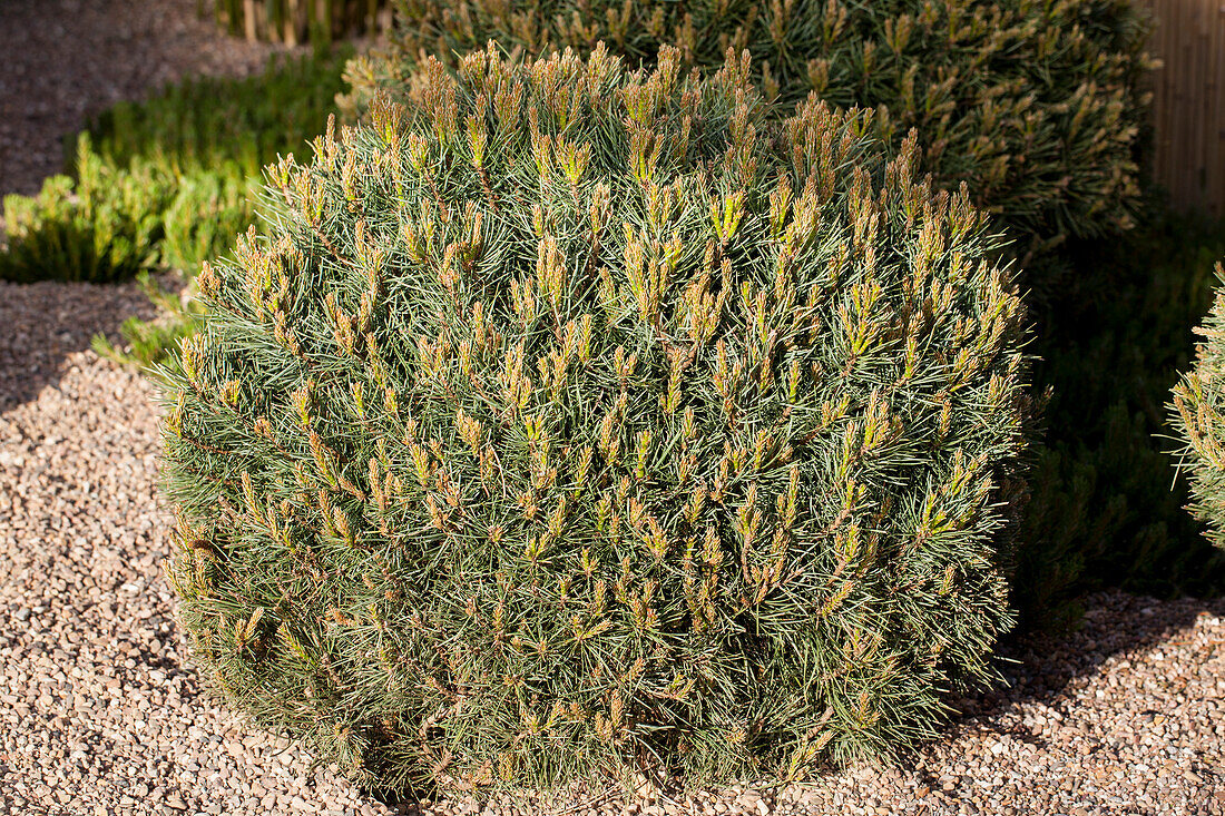 Pinus sylvestris 'Watereri