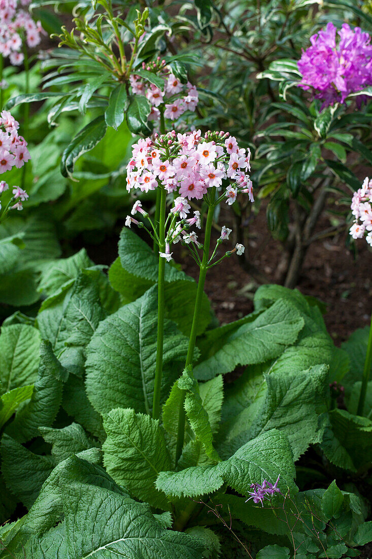 Primula japonica 'Appleblossom'