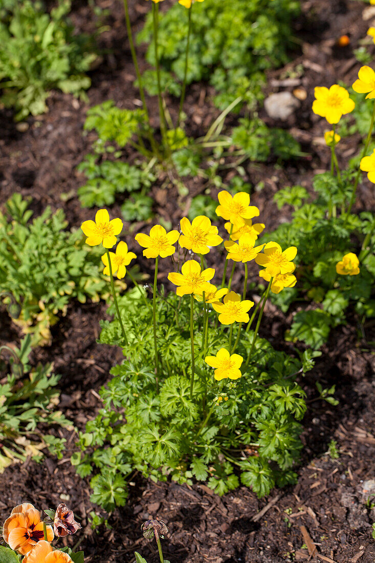 Bidens