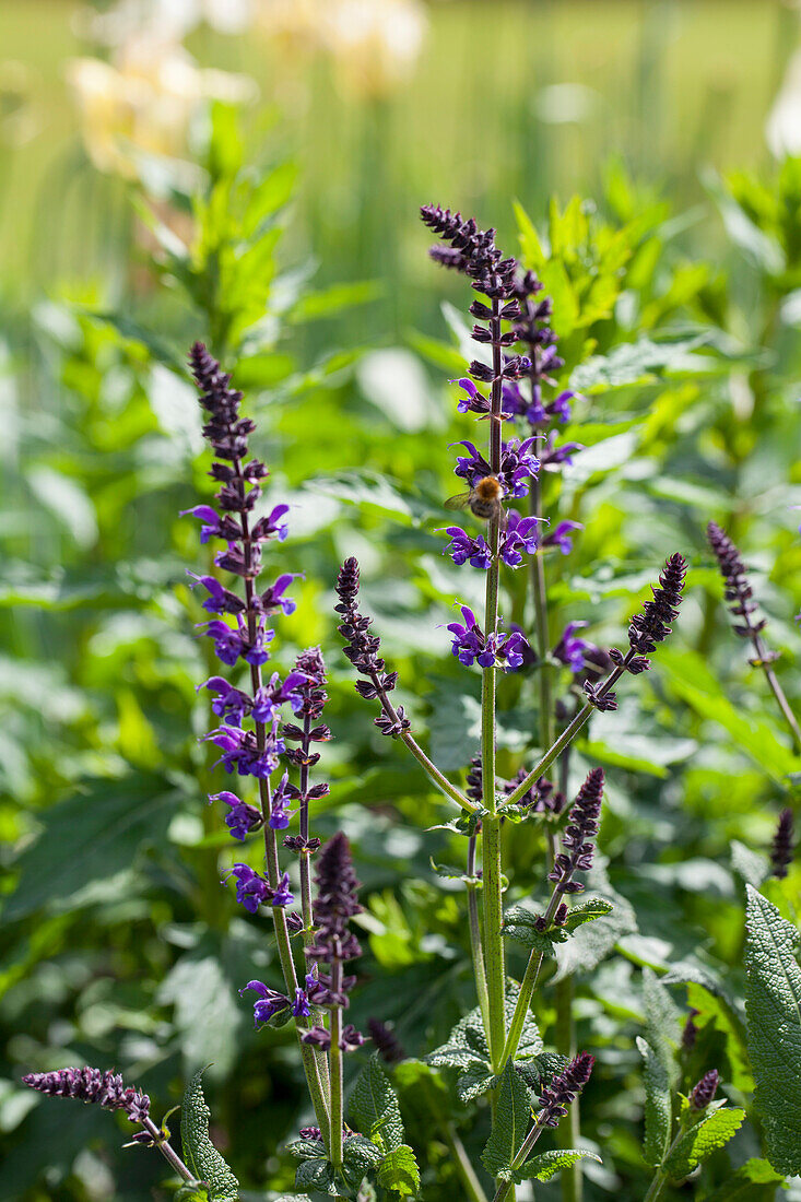 Salvia nemorosa 'Mainacht'