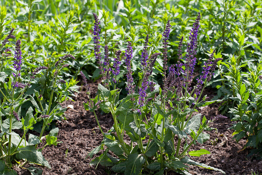 Salvia nemorosa 'Mainacht'