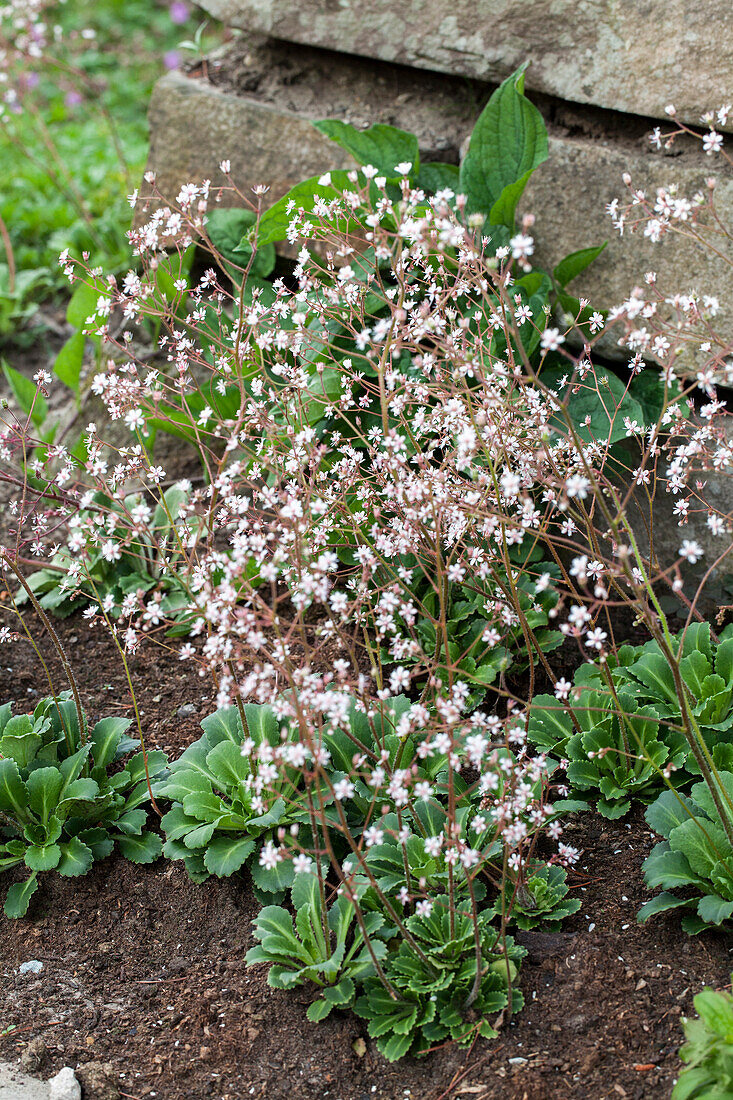 Saxifraga x urbium