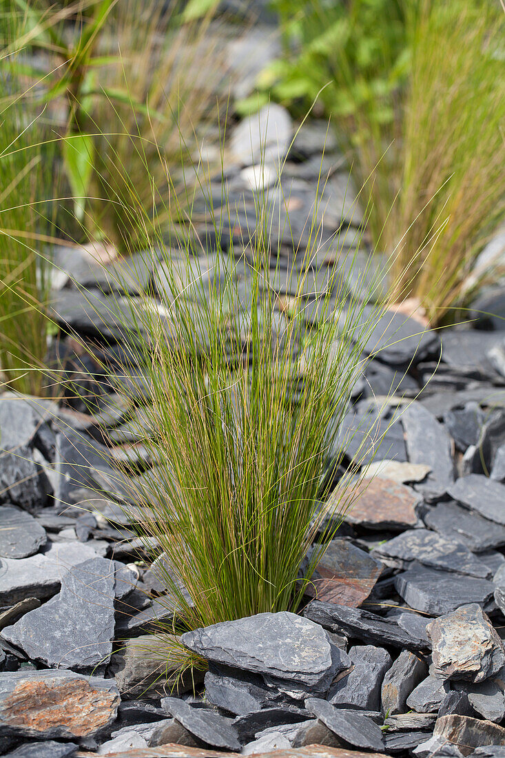 Stipa tenuissima