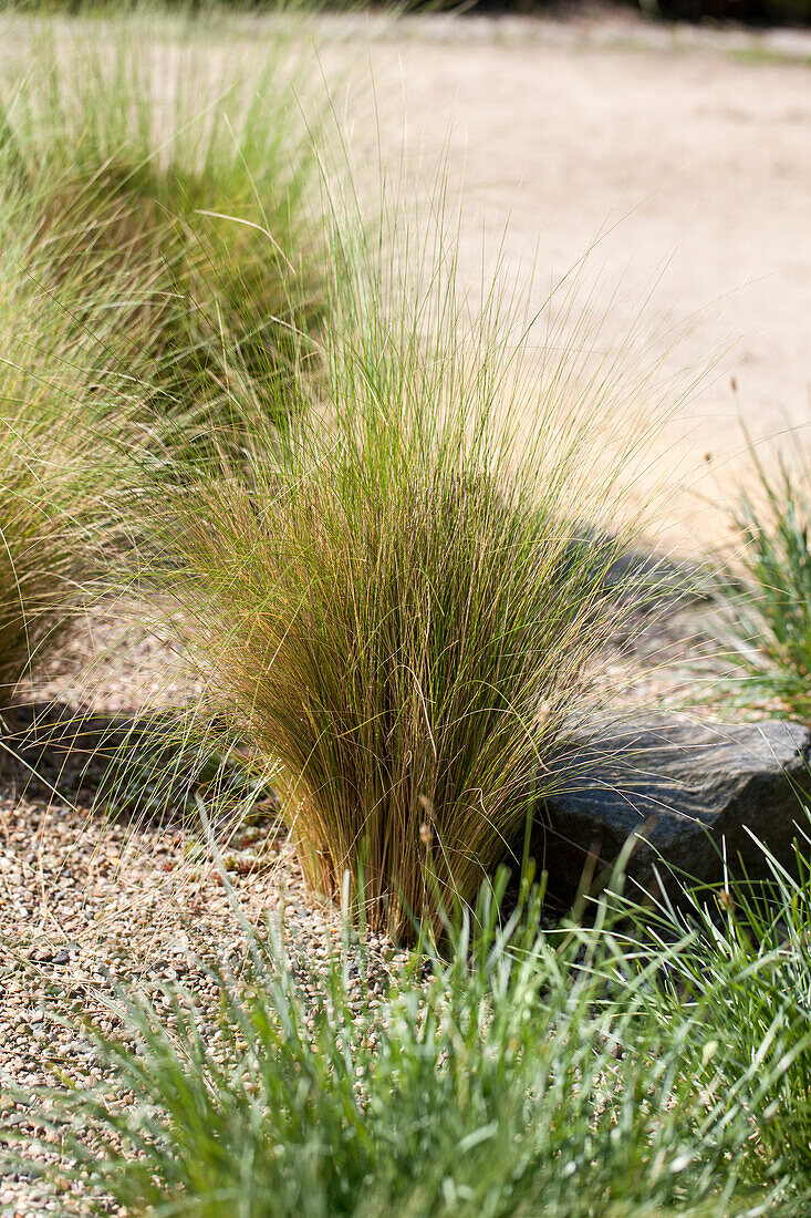 Stipa tenuissima 'Ponytails'