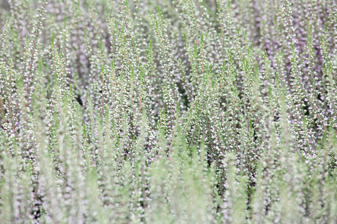 Calluna vulgaris 